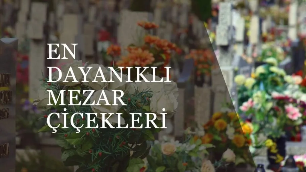 en dayanıklı mezar çiçekleri görseli